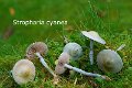 Stropharia cyanea-amf1794